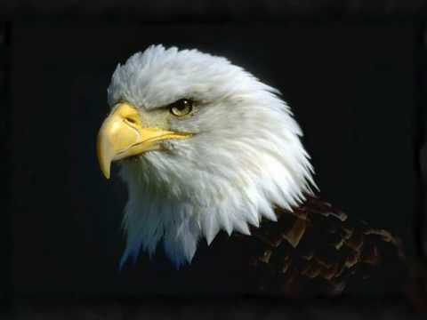 download lagu mp3 mp4 Notis Sfakianakis O Aetos, download lagu Notis Sfakianakis O Aetos gratis, unduh video klip Notis Sfakianakis O Aetos