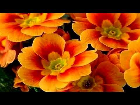 T H E  -   B E A U T Y  -  O F   -  T H E  -   F L O W E R S  -   !