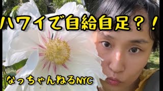 【自己紹介その2】ハワイでの自給自足を目指した過酷な暮らしのお話など…