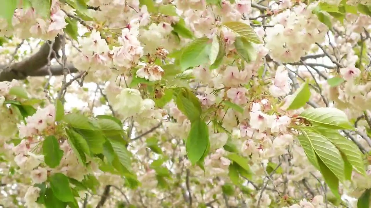 八戸市新井田公園の御衣黄桜／ピンクバージョン