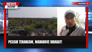 Ratusan Hektare Mangrove Rokan Hilir Diduga Dibabat