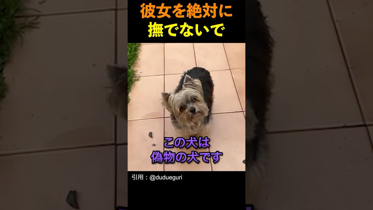 この犬は偽物の犬です #shorts #動物