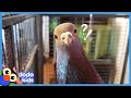 Pigeon's Favorite Place Is On His Human's Head | It's Me! | Dodo Kids