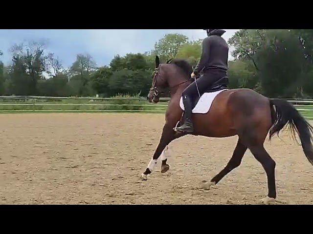 Dynamic Dream offspring