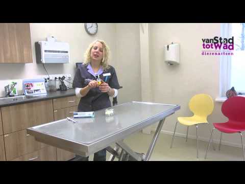 01 Van Stad tot Wad Gebitsverzorging