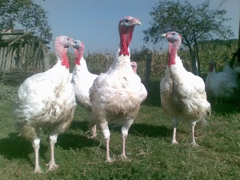 MOJE SELO: Uzgoj ćuraka – Hibrid Konverter kao dva praseta