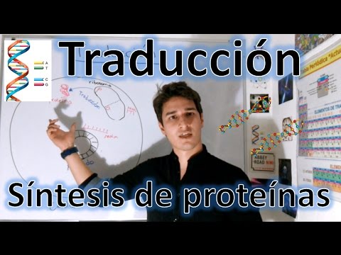 Translation (Protein Synthesis) high level. For beginners IN 9 MINUTES