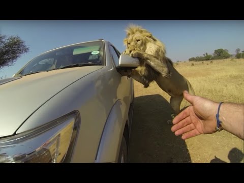 Lions Attack Car Full Of People