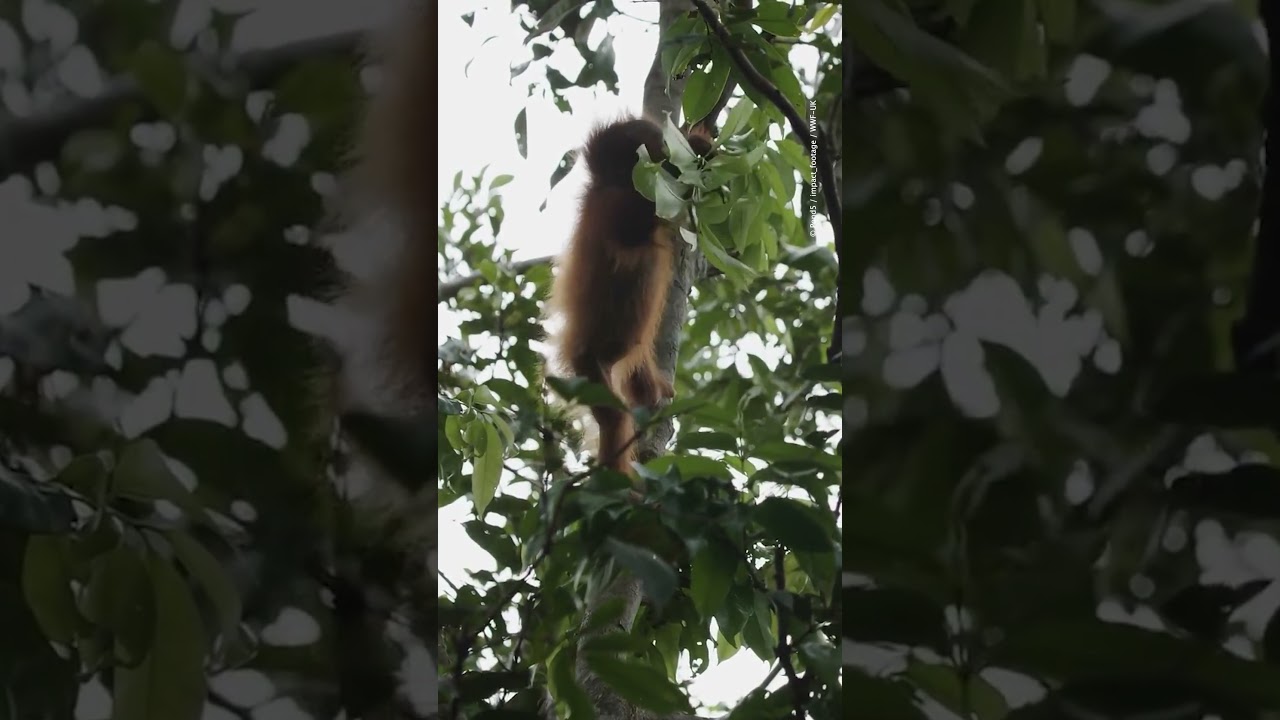 Did you know #orangutans spend nearly their entire lives in trees?