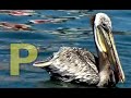 ALPHABET ANIMALS PHONICS ALPHABET SONG Part 26