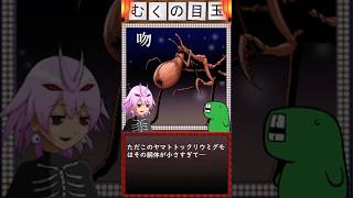 まるでクリーチャー！！？な生き物を解説します。今回は「ヤマトトックリウミグモ」さん