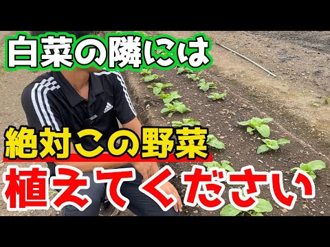 サラダの隣に植えてはいけない野菜は何ですか?良い隣人と悪い隣人についてのポイント  庭園