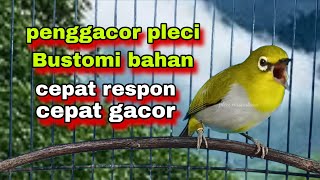 Download lagu Suara Burung Pleci Gacor Ngalas,Pancingan Penggacor Pleci Bustomi Bahan mp3