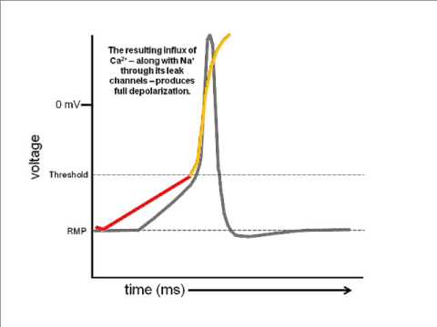 Cardiac Electrophysiology Part 3: Pacemaker APs