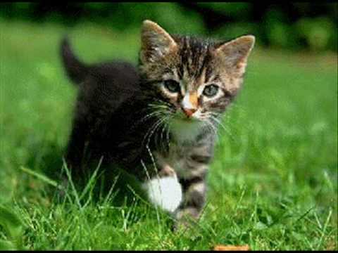 peegh’s Video 25731586064 _1XWE2a6Wlo