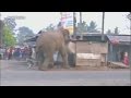 Dolle olifant vertrapt dorp