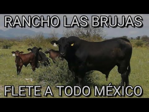 ¡¡A LA VENTA HEMBRAS BRANGUS NEGRO DE REGISTRO!!