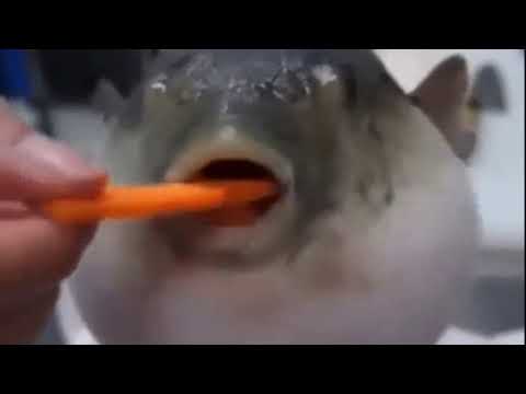 Pufferfish eating carrot moaning sound effect