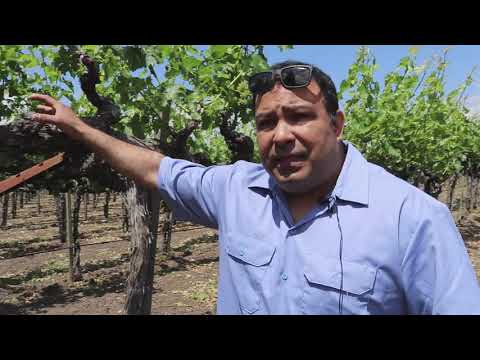 The Vinedresser (John 15)