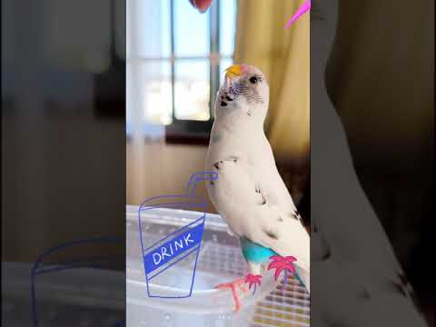 園芸 鳥にとって四季を通じて水が与えられる