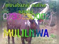 MULILILWA UJUMBE WA Mwana Lutiginya Samweli