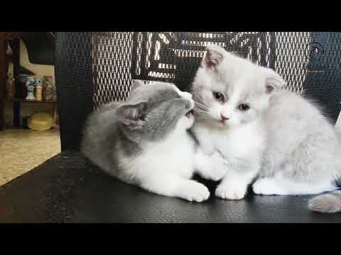Funny munchkin cats when they go to their new home | Juhi house