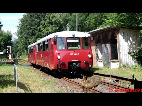 [HD] Schienenbus Führerstandsmitfahrt mit beinahe Rehkids kollision