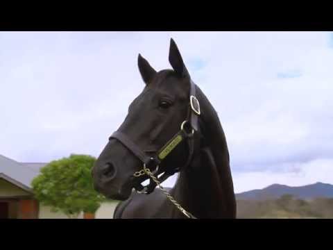 Vinery Stallion Pluck - Stedicam Stallion Parade in 2014