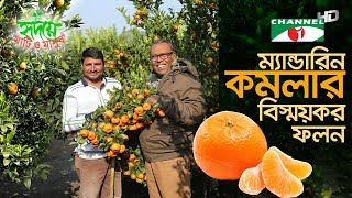 কমলা চাষ পদ্ধতি
