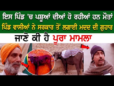 ਇਸ ਪਿੰਡ 'ਚ ਪਸ਼ੂਆਂ ਦੀਆਂ ਹੋ ਰਹੀਆਂ ਹਨ ਮੌਤਾਂ ਪਿੰਡ ਵਾਸੀਆਂ ਨੇ ਸਰਕਾਰ ਤੋਂ ਲਗਾਈ ਮਦਦ ਦੀ ਗੁਹਾਰ