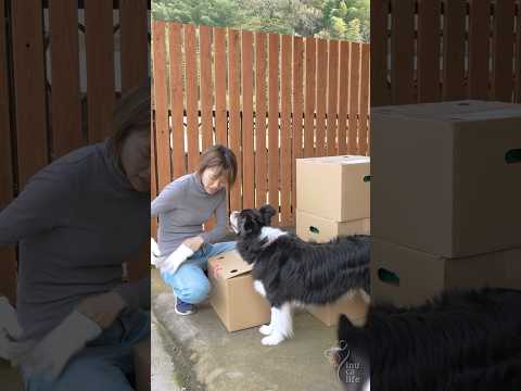 うちの犬が芝生に穴を開けるのはなぜですか?理由と解決策  庭園