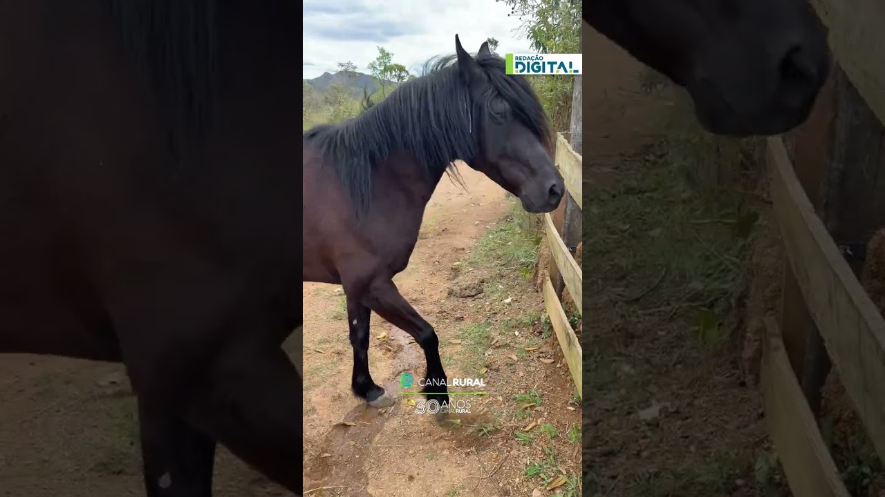 Crina de cavalo faz sucesso com visual ‘emo’