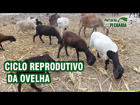 , title : 'Ciclo reprodutivo da ovelha - criação de ovinos e caprinos'