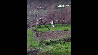 الأمطار الأخيرة تنعش حمولة وادي غيس بإقليم الحسيمة thumbnail