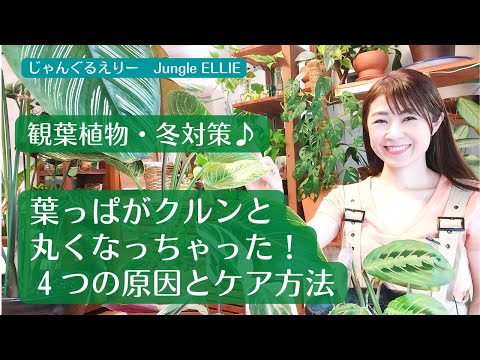 ハルパクテアについて詳しく解説