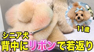 11歳シニア犬が若返った？トイプードルをリボンのスカートカットにしたら…【デザインカット】