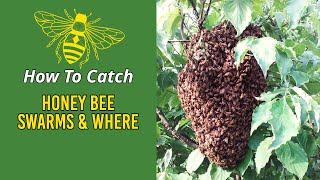 Trapping Honeybee Swarms: Trap Locations, Baiting & Setup
