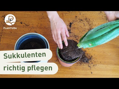 , title : 'Sukkulenten umtopfen: Anleitung & Pflege-Tipps'