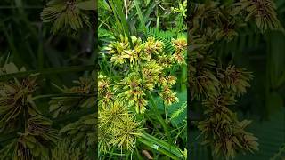The Hidden Benefits of This Grass Like Plant Will Shock You!  #shorts #plants #farming