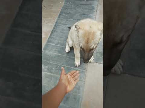 How my dog fight and play