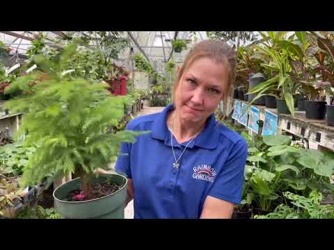 NORFOLK PINE: Best growing tips.