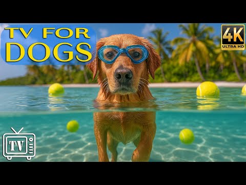 24/7 Dog TV 🐶 Calming Anti-Anxiety Music & Fun Videos to Bust Boredom for Dogs Home Alone All Day