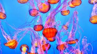 Tensnake - The Then Unknown (Prins Thomas Diskomiks)