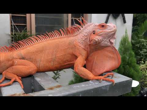 CỰ ĐÀ NAM MỸ ĐỘT BIẾN 2 tuổi