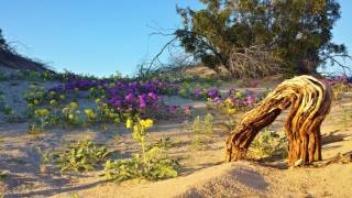 🌻🌵 Exploring Rare Desert Flowers of Anza Borrego Super Bloom