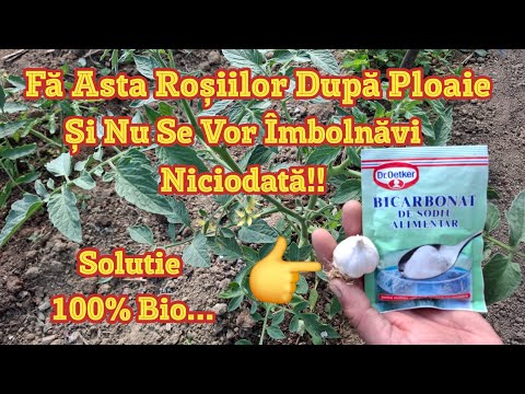 Do That To Tomatoes After The Rain! And They Will Never Get Sick From Fungal Diseases