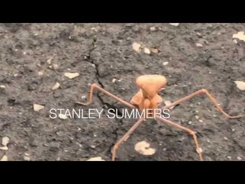 download lagu mp3 mp4 Mantis Orange, download lagu Mantis Orange gratis, unduh video klip Download Mantis Orange Mp3 dan Mp4 Youtube Gratis