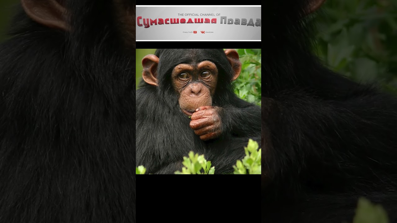 Топ 10 самых умных животных 3 место#животные#умные#топ 10#шимпанзе#интересно#познавательно#да ладно
