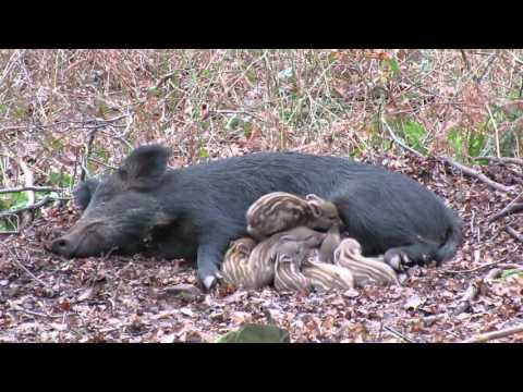 Wild boar (sow) with young litter, forest of dean