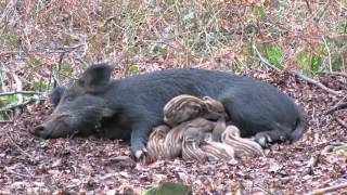 Wild boar (sow) with young litter, forest of dean